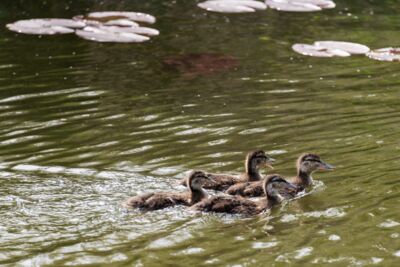 Entenbabys auf dem Wasser - Fotograf Margit Wild
