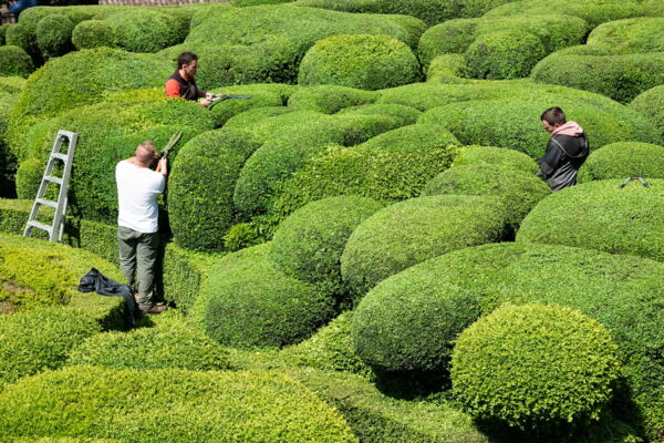 Gartenfotografin Margit Wild im Garten Marqueyssac, Formschnitt der Gärtner von LCDPM Paysage