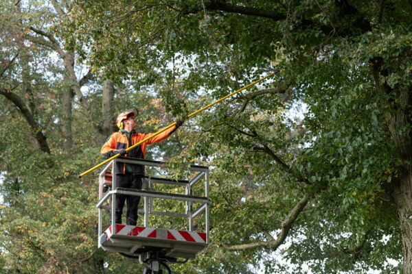 Foto Reportage - Fachzeitschrift Forst und Technik - Baumpflege mit Handsäge